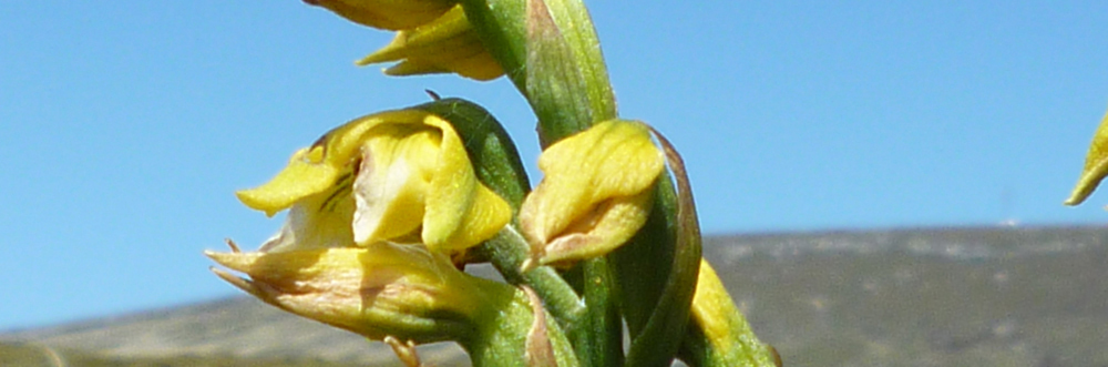 YELLOW ORCHID Gavilea littoralis